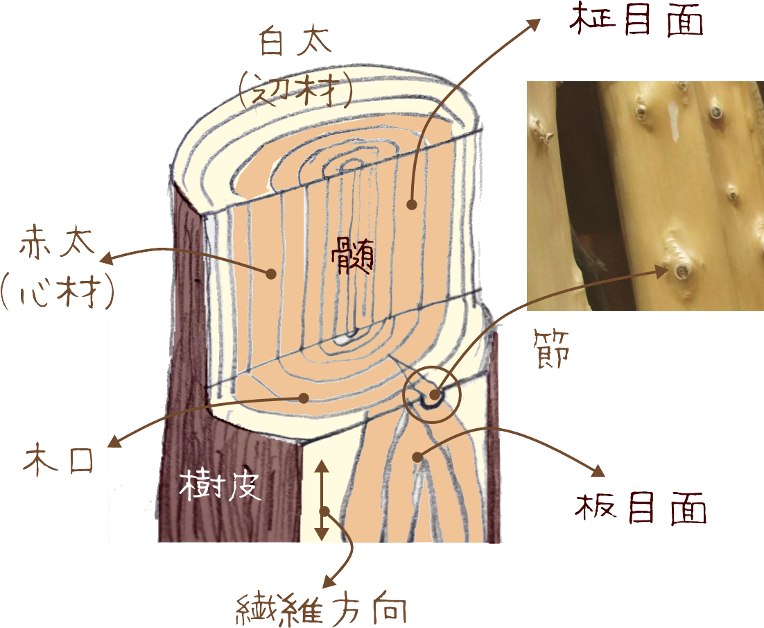 木材構造図から見る木の性質と建築資材との関り