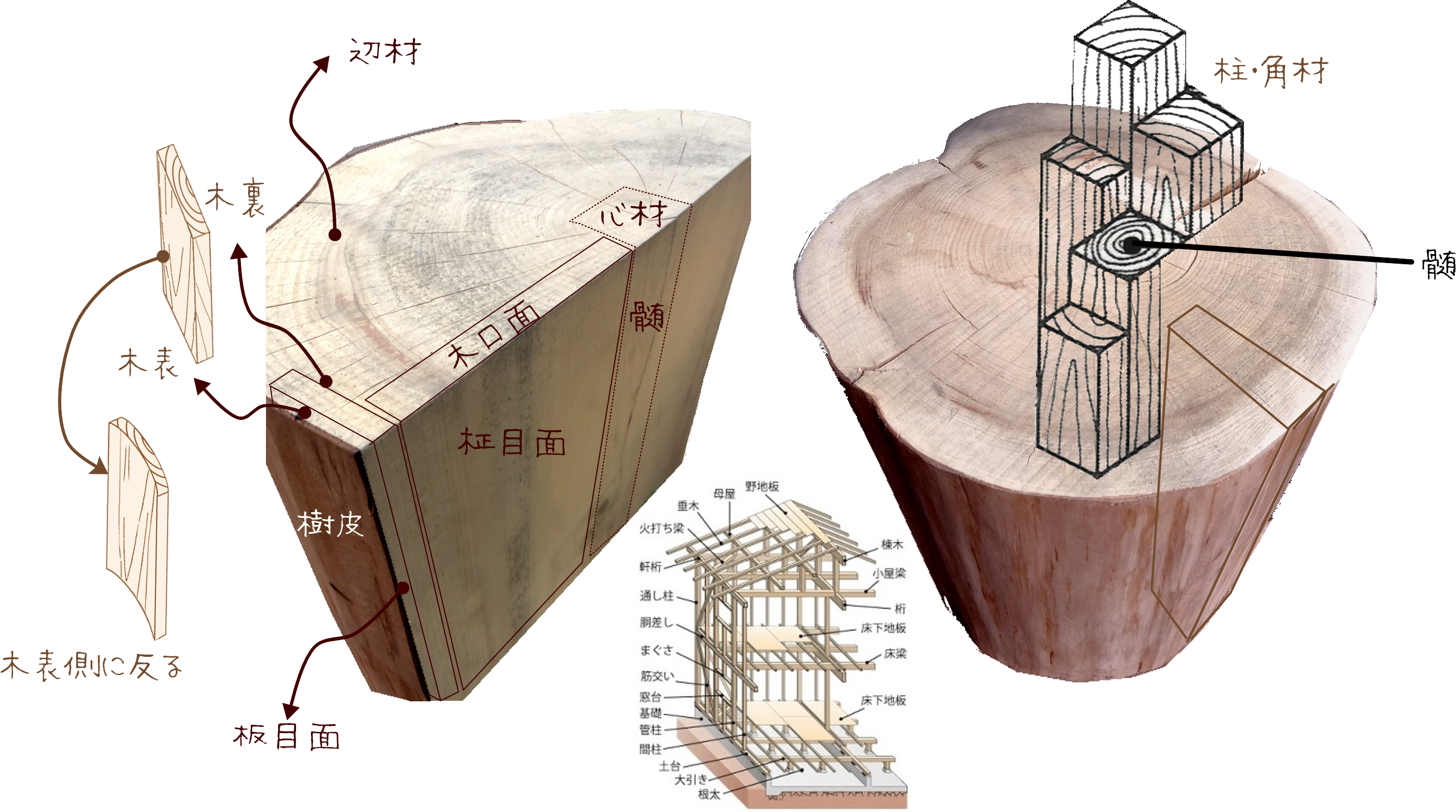 木材構造図から見る木の性質と建築資材との関り