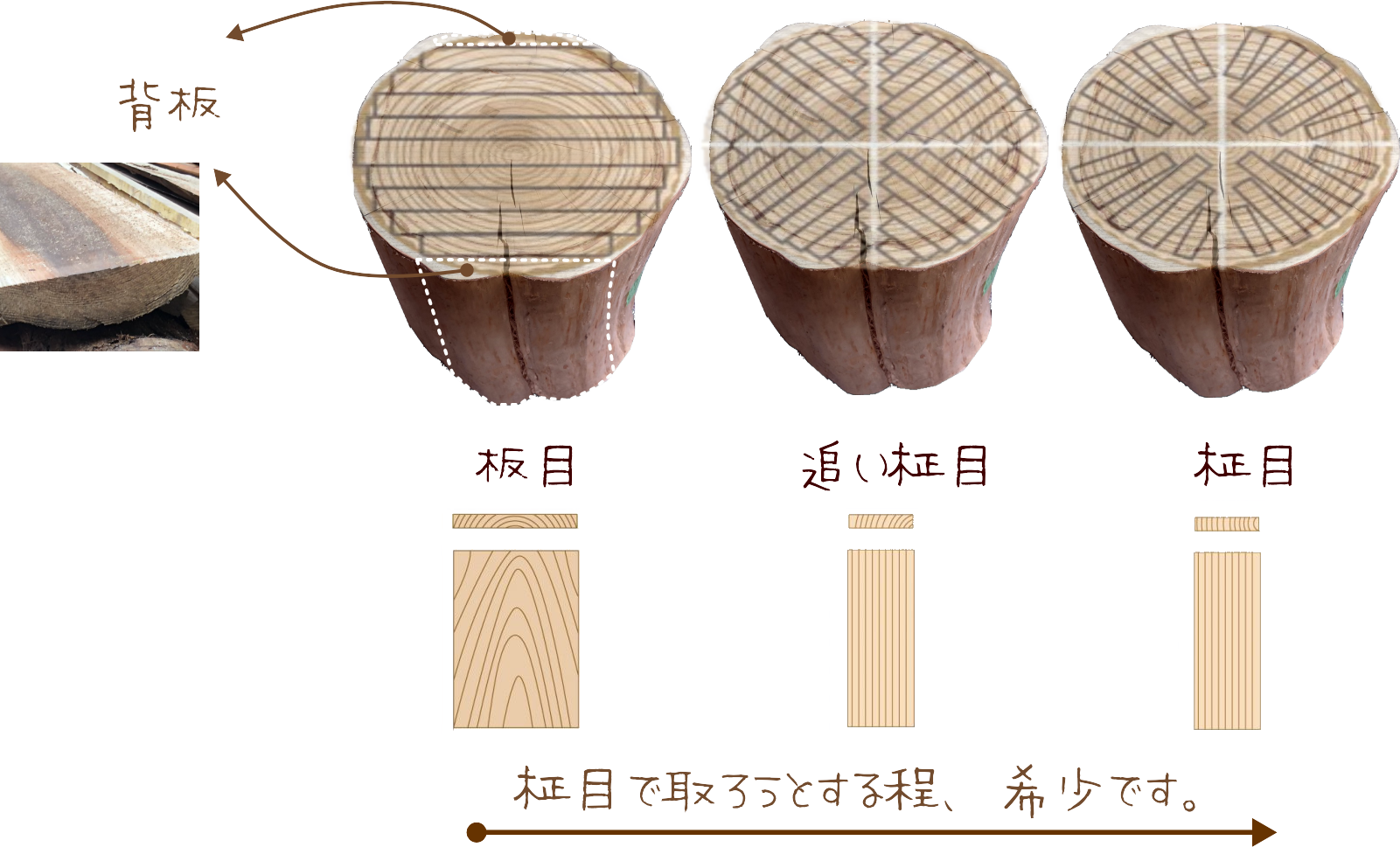木材構造図から見る木の性質と建築資材との関り